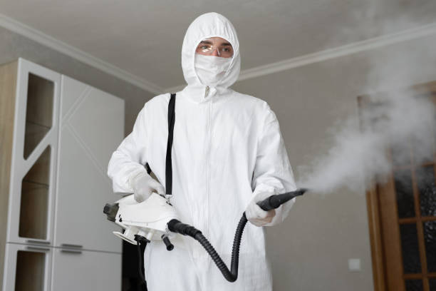 Best Black Mold Removal  in USA